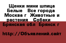 Щенки мини шпица Белые - Все города, Москва г. Животные и растения » Собаки   . Брянская обл.,Брянск г.